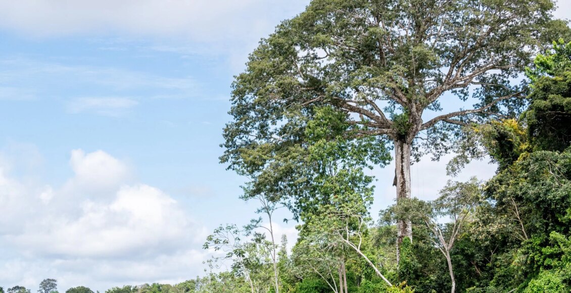 Parque Estadual das Árvores Gigantes da Amazônia é criado no estado do Pará com foco em conservação, pesquisa e turismo sustentável - FAS