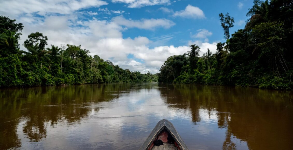 Proteção de árvores gigantes da Amazônia é tema de websérie; assista - FAS