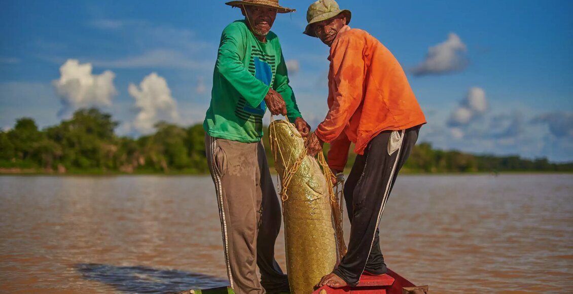 Desafios climáticos e oportunidades para o manejo do pirarucu na Amazônia - FAS