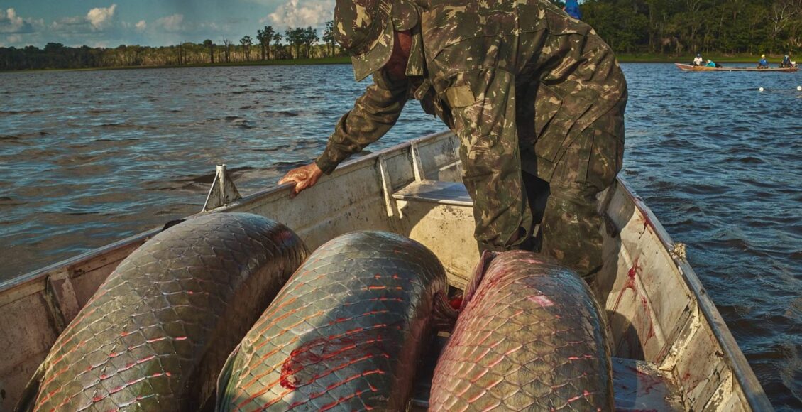 Manejadores de pirarucu são beneficiados com cursos para aprimorar processo de rastreabilidade do pescado - FAS