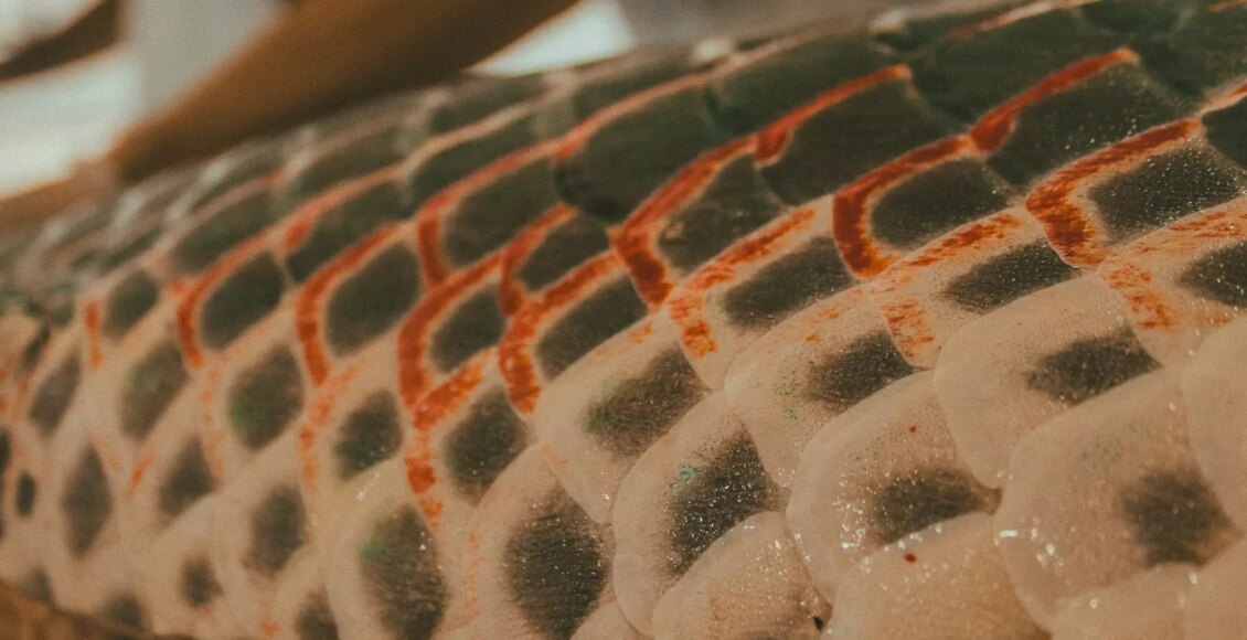 Tecnologia social impulsiona manejo sustentável do pirarucu na RDS Mamirauá - FAS