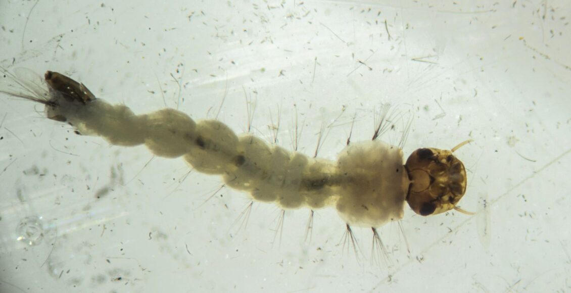 Brasil inaugura maior biofábrica do mundo de mosquitos “do bem”
