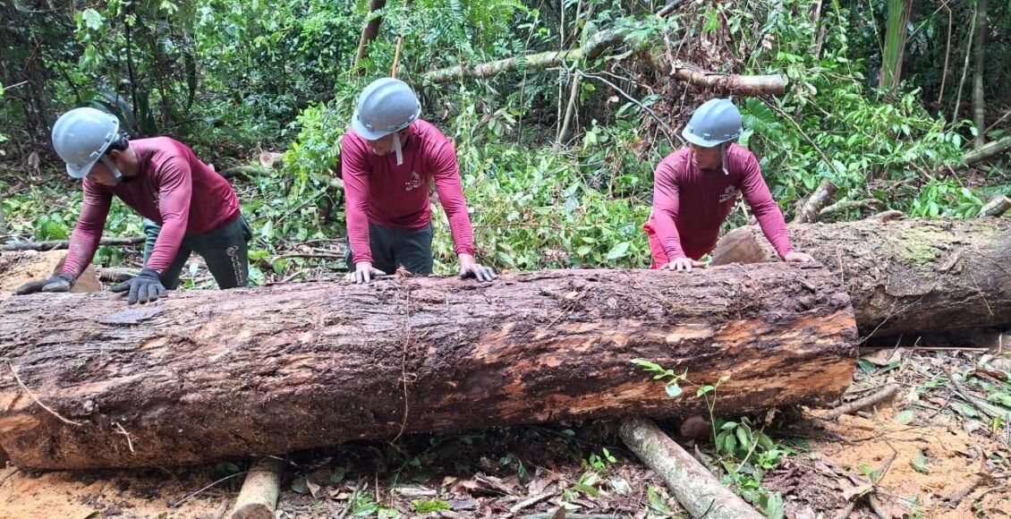 Obras da base operacional do Parque Estadual das Árvores Gigantes da Amazônia avançam e fortalecem gestão ambiental - FAS