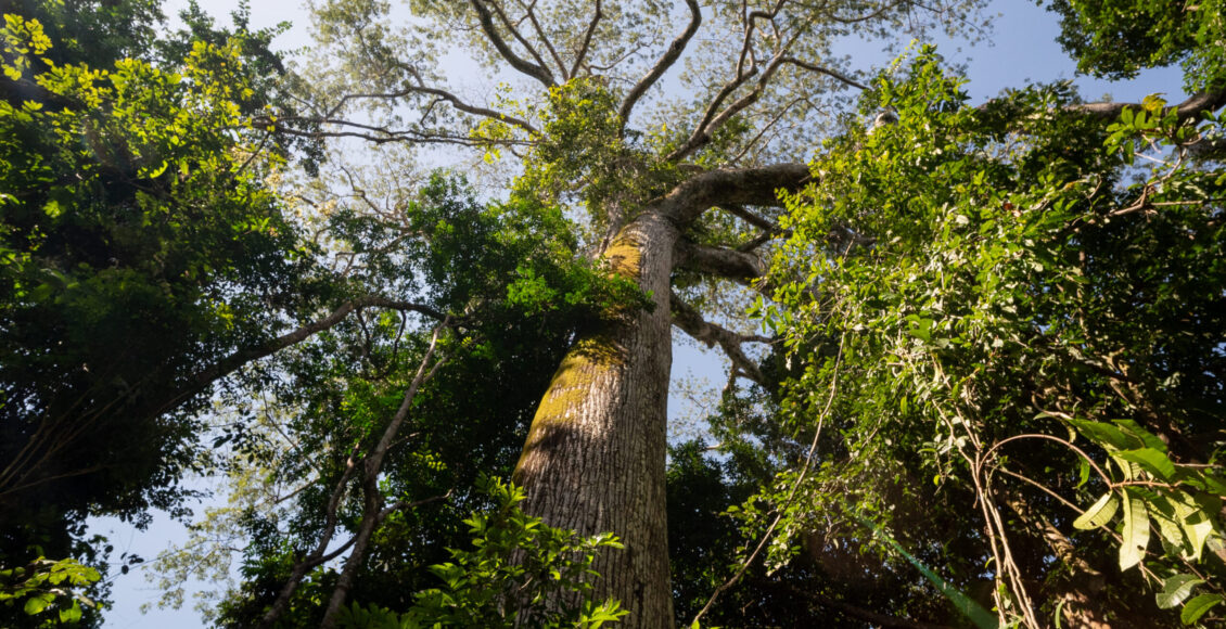 Ações de conservação ambiental e combate às mudanças climáticas ganham destaque no Dia Mundial do Meio Ambiente - FAS